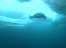 流氷の下を泳ぐアザラシ